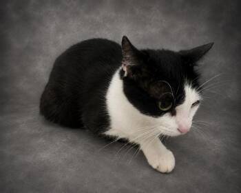 SUSHI -  Domestic Short Hair Cat for Adoption in Winter Haven, Florida - SUSHI | PetCurious
