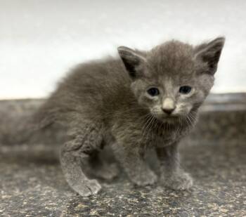 Rescue Domestic Short Hair Cats for Adoption in Lockhart, Texas - KC | PetCurious