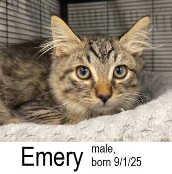 Rescue Domestic Medium Hair and Maine Coon Cats for Adoption in Ocean Isle Beach, North Carolina - Emery | PetCurious