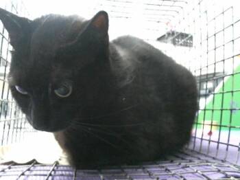 Rescue Domestic Short Hair Cats for Adoption in Houston, Texas - GEORGE | PetCurious