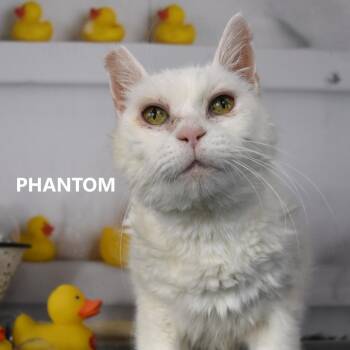 Phantom -  Domestic Medium Hair Cat for Adoption in Yuma, Arizona - Phantom | PetCurious
