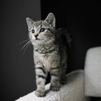 Woodland Kittens: Chip -  Domestic Short Hair Cat for Adoption in Washington, District Of Columbia - Woodland Kittens: Chip | PetCurious