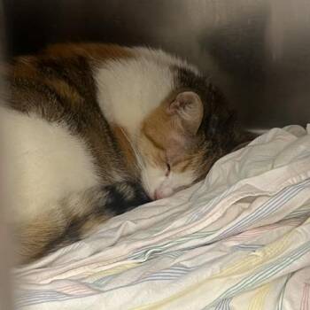 Cinnamon -  Domestic Short Hair and Mixed Breed Cat for Adoption in Philadelphia, Pennsylvania - Cinnamon | PetCurious