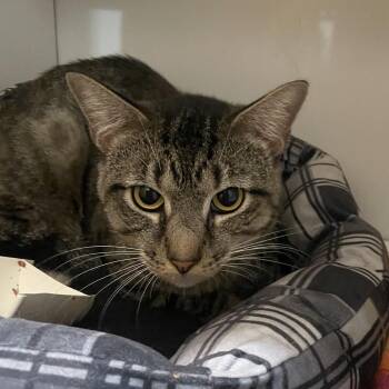 Bubble Boy -  Domestic Medium Hair Cat for Adoption in Chattanooga, Tennessee - Bubble Boy | PetCurious
