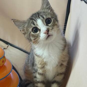 26-245 Audi -  Domestic Short Hair Cat for Adoption in North Branford, Connecticut - 26-245 Audi | PetCurious