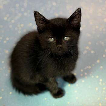 Domestic Short Hair Cats Available for Adoption in Watertown, New York - Raphael | PetCurious
