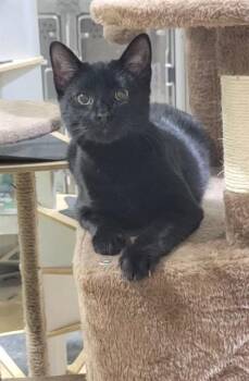 TOBY -  Domestic Medium Hair Cat Available for Adoption in St. Peters, Missouri - TOBY | PetCurious