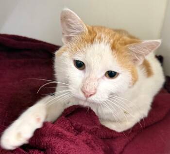 Marshall -  Domestic Short Hair Cat for Adoption in Sapulpa, Oklahoma - Marshall | PetCurious