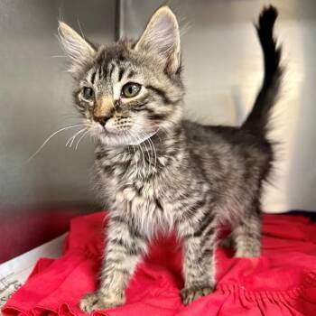 BELLA -  Domestic Short Hair Cat for Adoption in Riverside, California - BELLA | PetCurious