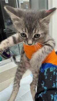 Domestic Short Hair Cats Available for Adoption in Baytown, Texas - ANGELICA | PetCurious