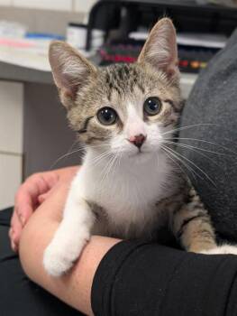 CLANCY -  Domestic Short Hair Cat for Adoption in Canfield, Ohio - CLANCY | PetCurious