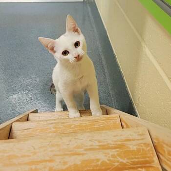 Domestic Short Hair Cats Available for Adoption - Fern | PetCurious