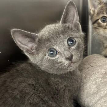 Treecko -  Domestic Short Hair Cat for Adoption in League City, Texas - Treecko | PetCurious