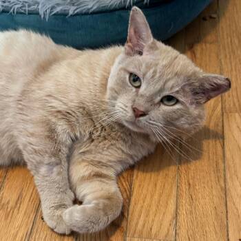 Domestic Short Hair Cats Available for Adoption in Richmond, Virginia - Mr. Jenkins | PetCurious