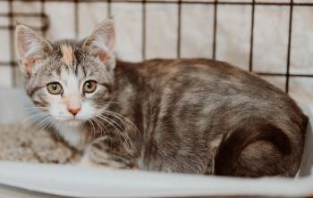 Rescue Tabby Cats for Adoption in Le Mars, Iowa - Janice | PetCurious