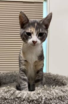 Pearl -  Domestic Short Hair Cat for Adoption in Medford, Oregon - Pearl | PetCurious
