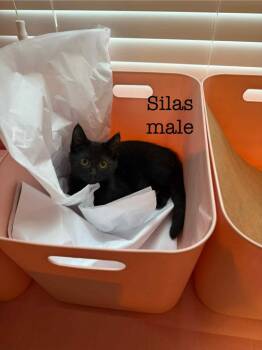 Rescue Domestic Short Hair Cats for Adoption in Darien, Georgia - Silas | PetCurious