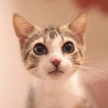Thermapylia -  Domestic Short Hair Cat for Adoption in Philadelphia, Pennsylvania - Thermapylia | PetCurious