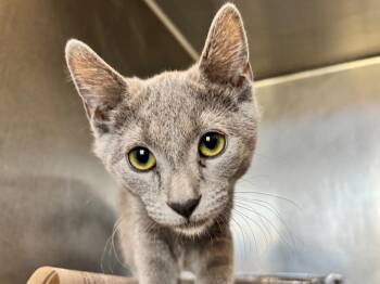 Kiwi -  Domestic Short Hair Cat for Adoption in Powell, Ohio - Kiwi | PetCurious