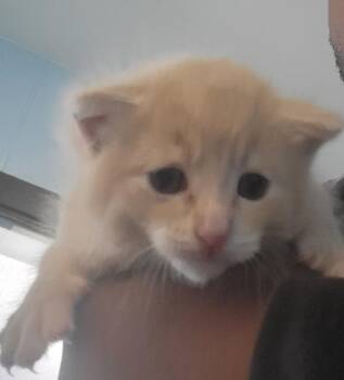 Domestic Short Hair Cats Available for Adoption in Lawrenceville, Georgia - Kc-24 Puff | PetCurious