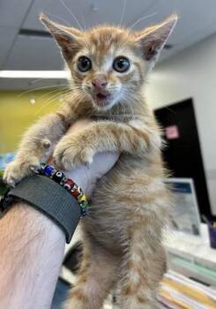 Twimb -  Domestic Short Hair Cat for Adoption in Atlanta, Georgia - Twimb | PetCurious