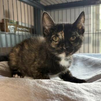 Ava -  Tortoiseshell Cat Available for Adoption - Ava | PetCurious