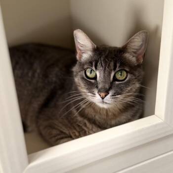 June -  Domestic Short Hair Cat for Adoption in Long Beach, California - June | PetCurious