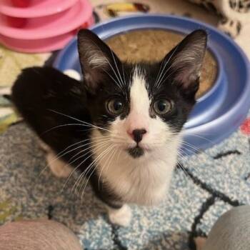 Domestic Short Hair and Tuxedo Cats Available for Adoption in UNIVERSITY PA, Maryland - Roo | PetCurious