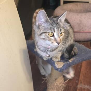 Rescue Domestic Short Hair Cats for Adoption in Cincinnati, Ohio - Lily | PetCurious