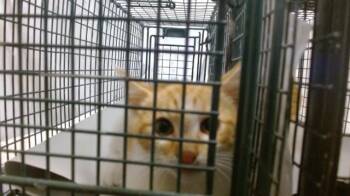 Domestic Short Hair Cats Available for Adoption in Doral, Florida - MONTY | PetCurious