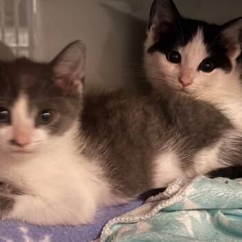 Rescue Domestic Short Hair Cats for Adoption in Walden, New York - Bill | PetCurious