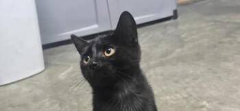 Abyss -  Domestic Short Hair Cat for Adoption in Paducah, Kentucky - Abyss | PetCurious