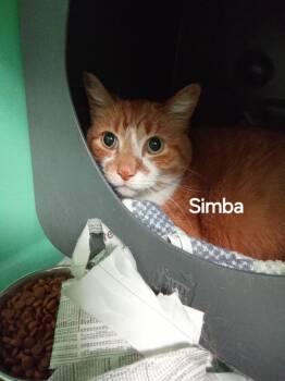 Simba -  Domestic Short Hair Cat for Adoption - Simba | PetCurious