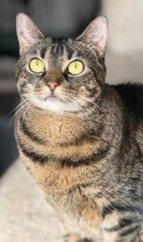 Poppy -  Domestic Short Hair Cat for Adoption - Poppy | PetCurious