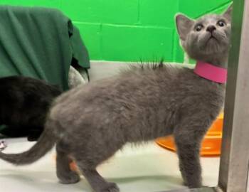 SCOUT -  Domestic Short Hair Cat for Adoption in Peoria, Illinois - SCOUT | PetCurious