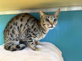NYLA -  Domestic Short Hair Cat for Adoption in Auburn, California - NYLA | PetCurious