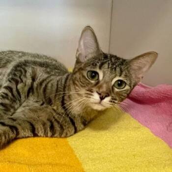 Rescue Domestic Short Hair Cats for Adoption in Wheaton, Illinois - Tristesa | PetCurious