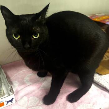 Midnight -  Domestic Short Hair Cat for Adoption in Wheeling, Illinois - Midnight | PetCurious