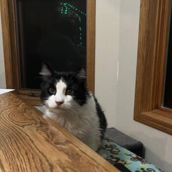 Domestic Medium Hair Cats Available for Adoption - Tug | PetCurious