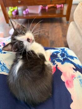 Dunkin -  Domestic Short Hair Cat for Adoption in Millcreek, Utah - Dunkin | PetCurious