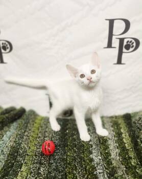 Happy -  Domestic Short Hair Cat for Adoption in Social Circle, Georgia - Happy | PetCurious
