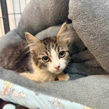 Pebble -  Domestic Short Hair Cat for Adoption in Hawthorne, California - Pebble | PetCurious