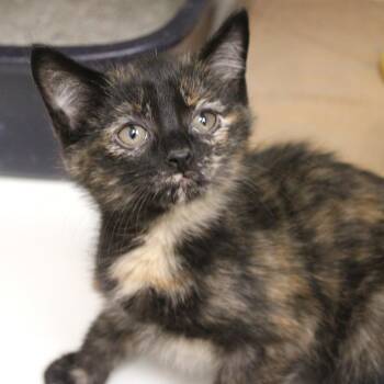 Domestic Short Hair Cats Available for Adoption in Champaign, Illinois - Strawberry Poisondart Frog | PetCurious