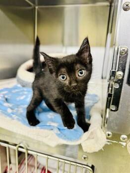A199213 -  Domestic Medium Hair Cat for Adoption in Fremont, California - A199213 | PetCurious
