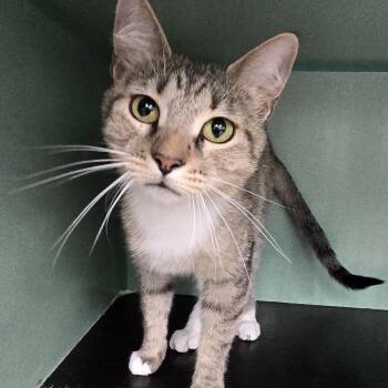 Mama Dos -  Domestic Short Hair Cat for Adoption in Colorado Springs, Colorado - Mama Dos | PetCurious