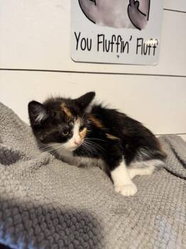Skipper -  Domestic Short Hair Cat for Adoption in Wyoming, Michigan - Skipper | PetCurious