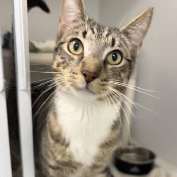 Mewlius Caesar -  Domestic Short Hair Cat for Adoption in Dover, New Hampshire - Mewlius Caesar | PetCurious