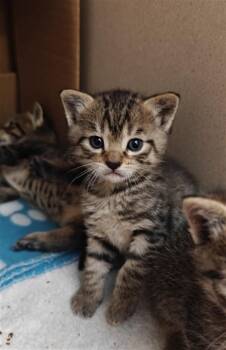 WES -  Domestic Short Hair Cat for Adoption in Santa Fe, New Mexico - WES | PetCurious