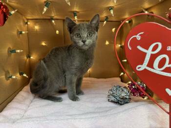Lainey - Sweet and affectionate -  Domestic Short Hair Cat for Adoption in Muskego, Wisconsin - Lainey - Sweet And Affectionate | PetCurious