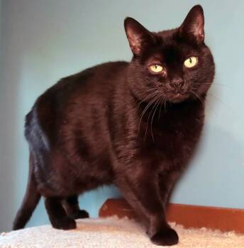 Rescue Domestic Short Hair Cats for Adoption in Vancouver, Washington - Roo | PetCurious